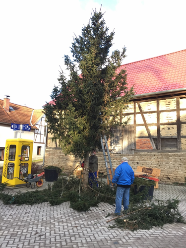 2022-02-05 Baum fällt,  Kübel schick_1.JPG